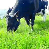 Vaches dans un pré