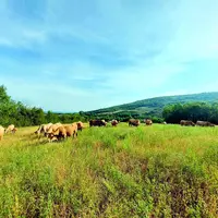 Durant la période qui précède la reprise de l’exploitation, Sylvain investit l’argent qu’il gagne dans son futur cheptel de vaches Aubrac.