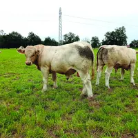 L'Earl de la Motte-Mourgon à Magnet dans l'Allier présentera une trentaine d'animaux à vendre âgés de 10 à 11 mois.