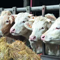 Vaches charolaises