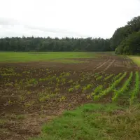 Dégâts de corbeaux sur maïs.