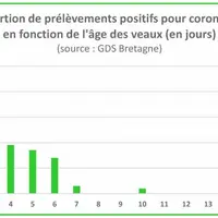Le coronavirus bovin peut être responsable de diarrhée chez le jeune veau. Transmis par les porteurs sains ou la persistance dans l’environnement (prè
