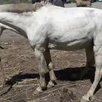 On observe les signes caractéristiques du tétanos : raideur généralisée, port de la queue relevé, oreilles dressées vers l’arrière. Le cheval est une
