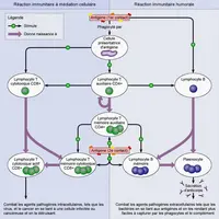 Le système immunitaire s’appuie sur une immunité innée, qui identifie les agents pathogènes, et une immunité acquise avec un volet cellulaire et un vo