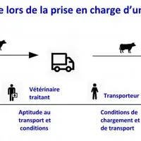 Éleveur, vétérinaire sanitaire, transporteur, vétérinaire de l'abattoir, tous ont un rôle et une responsabilité dans le processus de décision et de tr