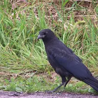 La corneille noire fait parti des espèces les plus courantes et les plus dommageables.