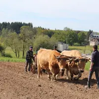 Cette année bœufs, chevaux et ânes ont assisté les planteurs.