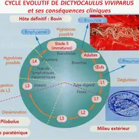 Le cycle évolutif est sans hôte intermédiaire. L’éclosion des œufs ayant eu lieu dans les voies respiratoires, ce sont des larves qui sont expulsées d