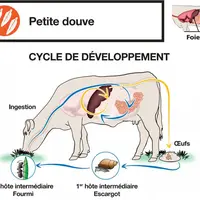 La petite douve présente un cycle original avec deux hôtes intermédiaires : un escargot terrestre puis une fourmi, on parle de cycle trixène.