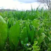 Les vertus antiparasitaires des plantes à tanins pâturées restent à démontrer.