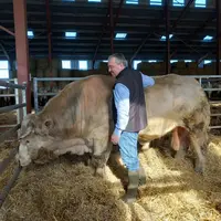 Patrick Bénézit élève des charolaises sur le Pierrefortais (Cantal).