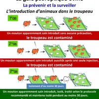 L'arrivée de nouveaux animaux est une cause majeure de contamination de votre troupeau d'où la nécessité d'être vigilant par rapport à toute introduct
