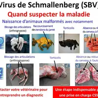 Tout agneau, veau ou chevreau, fœtus ou nouveau-né avec des malformations constitue une suspicion. Dans ce cas, il faut immédiatement contacter son vé