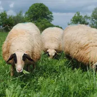 Un tiers d’herbe en plus sur les bonnes prairies avec des conditions climatiques favorables.