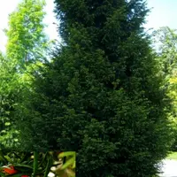 Rares sont les plantes toxiques pouvant provoquer une mort subite. Lorsqu'elle survient, c'est le plus souvent suite à consommation de plantes ornemen