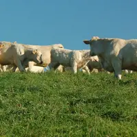 La mise à l’herbe induit des perturbations chez les ruminants. Le rumen renferme une population microbienne en équilibre avec ce que la vache mange, n