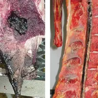 Les taches noires sur les abats ou les muscles sont caractéristiques de la mélanose bovine.