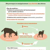 GDS Creuse accompagne techniquement et financièrement les éleveurs adhérents dans la gestion de la paratuberculose caprine. Cela passe par la mise en