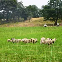 L’herbipôle concerne les ovins comme les bovins.
