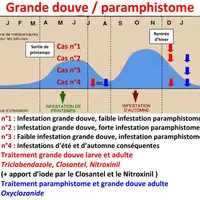 La stratégie de traitement prend en compte :
Le cycle du parasite, les pics d’infestation et leurs niveaux.
Les risques zootechnique et clinique que