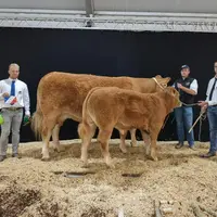Prix d’honneur femelle adulte : Nimoise au Gaec Camus Père et fils (87)