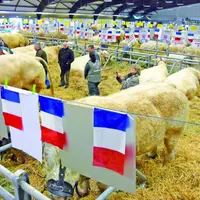 En attendant d’en découdre sur le ring, les Champions des concours de la race charolaise trépignent dans leurs box. Orchestrée par le Herd-Book Charol