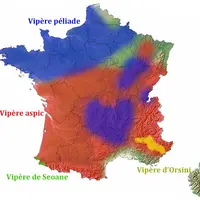 On rencontre 4 espèces de vipère en France, les vipères aspics au Sud et péliade au nord, dans l’est et le Massif Central étant de loin les plus coura
