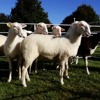 Les brebis limousines sont le socle de cette foire, ce lot a obtenu le premier prix.