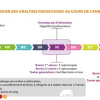 La période de stabulation est propice au développement de plusieurs parasites du veau : cryptosporidies, coccidies, ascaris, strongyloïdes... Le diagn