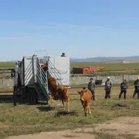 L'arrivée des animaux en Mongolie en 2011.