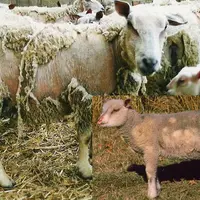 Les symptômes sont d'abord discrets d'où la nécessité d'être attentif dans la surveillance de votre troupeau.