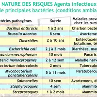 Ce tableau indique les principales bactéries responsables de maladies des ruminants susceptibles d’être accumulées dans les effluents d’élevage. À l’e