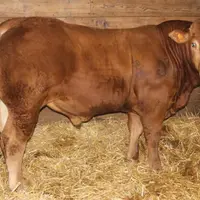 Lapidus, né chez Liliane Thimonnier (87), et acheté par l’EARL Coudert (23), le Gaec de la Ferme du Hêtre et Jean-Claude Nicoud (23) pour 9 600 euros.