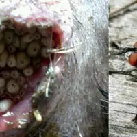 Wohlfahrtia magnifica est une mouche d’extérieur (ne rentre pas dans les bâtiments) larvipare (elle pond directement des larves infestantes, environ 1
