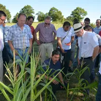 Les agriculteurs ont montré au préfet et aux élus l’état d’une parcelle de maïs, fortement dégradée par la sécheresse.