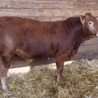 Paturin, né au Gaec Lavigne (15), a été adjugé 15 600 €.