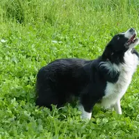 Le dressage est une étape incontournable pour faire de votre chien un parfait partenaire de travail. En participant à une formation « Éducation et dre