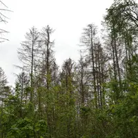 Les arbres ou parties de houppier attaqués par le scolyte dépérissent et les aiguilles deviennent rouge-brun.