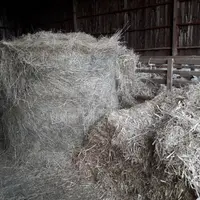Un repas de foin le matin et un de paille le soir : un bon compromis pour économiser du foin !