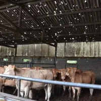 Dégâts d'orage de grêle sur un bâtiment d'élevage en Creuse.