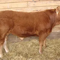 Jarry à Jean-Philippe Brossillon, top price de la vente RJ.