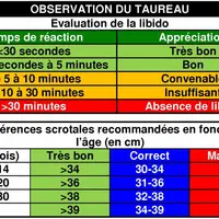 L’observation du taureau concerne l’état général (note état, appareil locomoteur, « masculinité »), le comportement sexuel (évaluation libido), l’exam