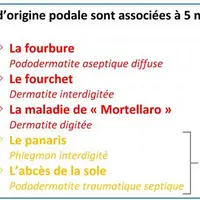 Les pathologies podales des bovins sont nombreuses, avec des causes multiples, seule une bonne connaissance permet de les gérer au mieux.