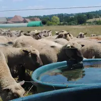 À l’herbe comme en bergerie, des abreuvoirs propres.
