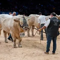 Le concours national charolais sera organisé au Zénith.