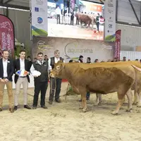 Loriot, à M. Sébastien Dumignard, a obtenu le prix du meilleur mâle à fort développement musculaire.