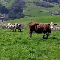 Dans un communiqué le 30 mars, la FNPL appelle les producteurs de lait à « prendre part à l’effort collectif pour lisser les volumes de lait dus au pi