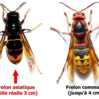 Le frelon asiatique est légèrement plus petit que le frelon commun, plus sombre et avec les pattes jaunes.