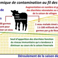 Tout bâtiment d’élevage confronté à une pathologie voit sa contamination augmenter au cours du temps. Un ookyste de cryptosporidie ou de coccidie peut