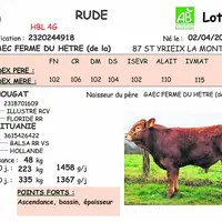 Fiche de Rude, top price de la vente de printemps 2021 de la Celmar.